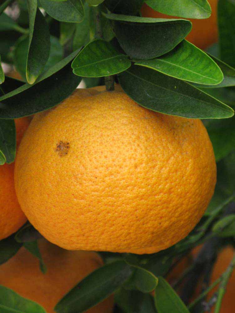            Fruit (Riverside, CA)   